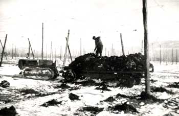 Hops Cultivation