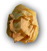 View of a Hop Cone