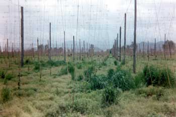 Empty Hop Field