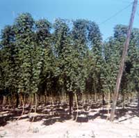 Mature Hops