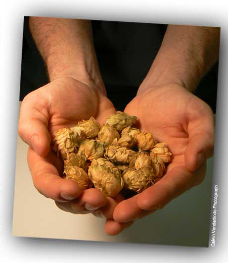 Hops have a rich history in Chilliwack