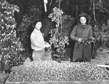 Japanese Pickers